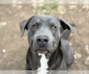 Mutt Dogs for adoption in Tulsa, OK, USA