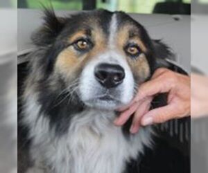 Australian Shepherd Dogs for adoption in Paso Robles, CA, USA