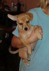 Chihuahua-Unknown Mix Dogs for adoption in Tiptonville,, TN, USA