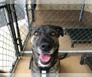 Shepradors Dogs for adoption in Chula Vista, CA, USA