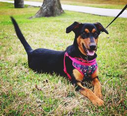 Australian Kelpie-Doberman Pinscher Mix Dogs for adoption in Lake Jackson, TX, USA