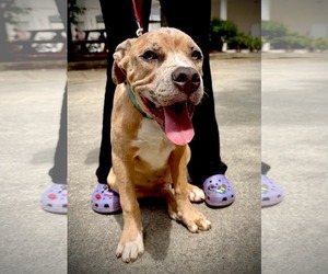 Boxer-Unknown Mix Dogs for adoption in Holly Springs, NC, USA