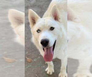 Siberian Husky Dogs for adoption in Riverside, CA, USA