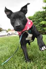 American Staffordshire Terrier Dogs for adoption in Fayette, MO, USA