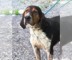 Bluetick Coonhound Dogs for adoption in Marble, NC, USA