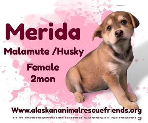 Alusky Dogs for adoption in Anchorage, AK, USA