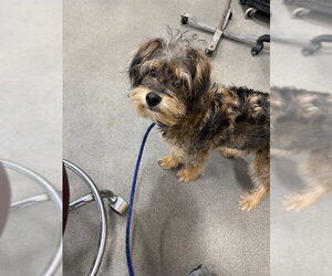 Miniature Schnauzer-Unknown Mix Dogs for adoption in Forestville, MD, USA