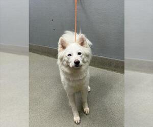 Huskies -Unknown Mix Dogs for adoption in Las Vegas, NV, USA