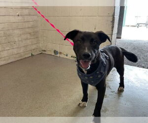Labrador Retriever Dogs for adoption in San Bernardino, CA, USA
