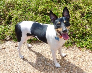 Rat Terrier Dogs for adoption in Lake Worth, FL, USA