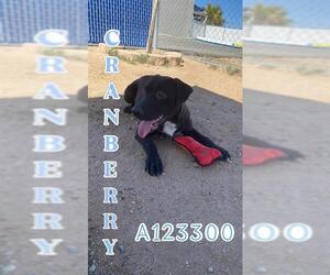 Labrador Retriever-Unknown Mix Dogs for adoption in HESPERIA, CA, USA