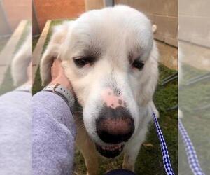 Great Pyrenees Dogs for adoption in FORT WORTH, TX, USA