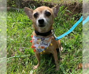 Chihuahua-Unknown Mix Dogs for adoption in Virginia Beach, VA, USA
