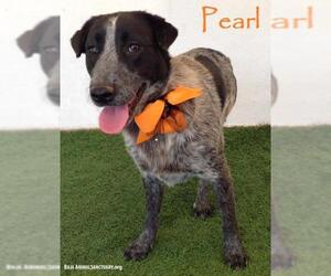 German Shorthaired Lab Dogs for adoption in San Diego, CA, USA