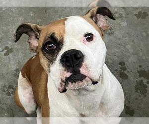 Boxer-Unknown Mix Dogs for adoption in Orange, CA, USA