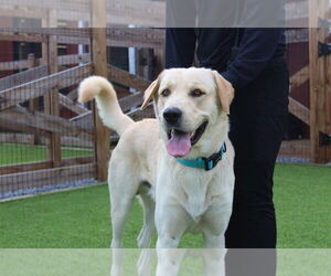 Anatolian Shepherd-Labrador Retriever Mix Dogs for adoption in Chestertown, MD, USA