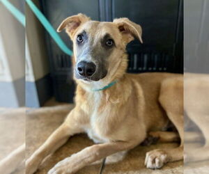 German Shepherd Dog-Unknown Mix Dogs for adoption in San Bernardino, CA, USA