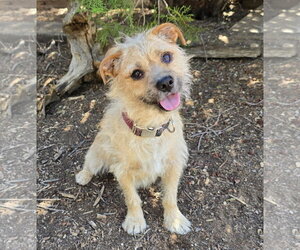 Border Terrier Dogs for adoption in Albuquerque, NM, USA