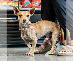 Chiweenie Dogs for adoption in St. Louis Park, MN, USA