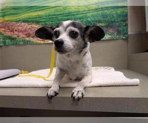 Rat Terrier-Unknown Mix Dogs for adoption in Moreno Valley, CA, USA