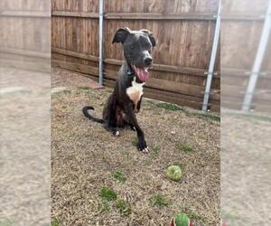 Labrador Retriever-Unknown Mix Dogs for adoption in Plano, TX, USA