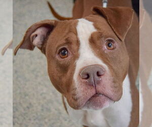 American Staffordshire Terrier-Boxer Mix Dogs for adoption in Huntley, IL, USA