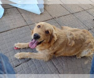 Golden Retriever Dogs for adoption in Sioux Falls, SD, USA