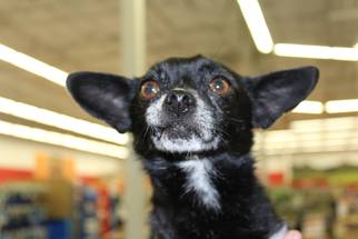 Medium Photo #1 Chihuahua Puppy For Sale in Los Banos, CA, USA