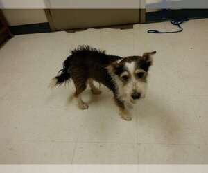 Cairn Terrier-Unknown Mix Dogs for adoption in Oroville, CA, USA