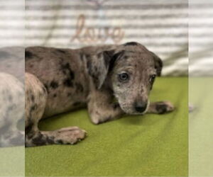 American Pit Bull Terrier-Labrador Retriever Mix Dogs for adoption in Lakewood, CO, USA