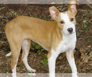 Medium Photo #1 American Pit Bull Terrier-Unknown Mix Puppy For Sale in Tallahassee, FL, USA