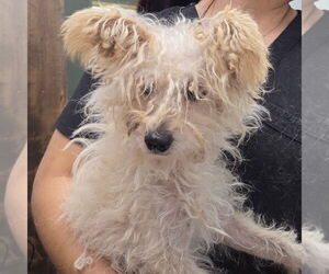 Maltese-Unknown Mix Dogs for adoption in Chico, CA, USA