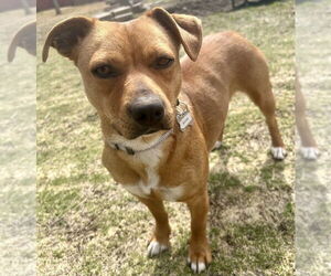 Mutt Dogs for adoption in Boston, MA, USA