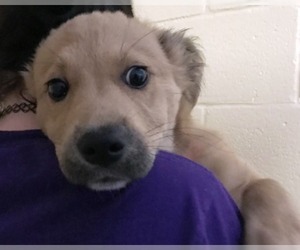 Golden Shepherd Dogs for adoption in Raleigh, NC, USA
