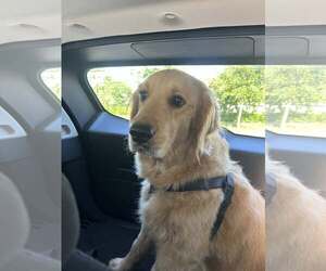 Golden Retriever Dogs for adoption in Bonita Springs, FL, USA