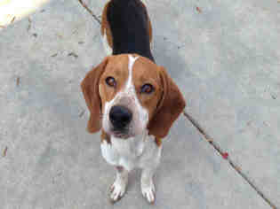 Beagle Dogs for adoption in Fremont, CA, USA