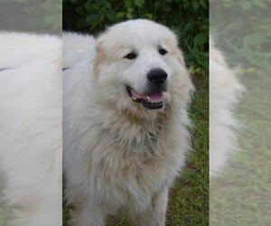 Great Pyrenees-Unknown Mix Dogs for adoption in Monticello, IA, USA
