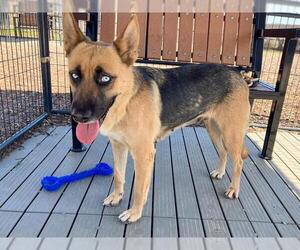 Gerberian Shepsky Dogs for adoption in Orange, CA, USA