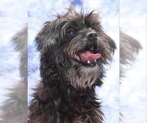 Mutt Dogs for adoption in Burbank, CA, USA