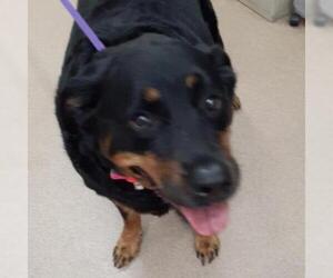 Rottweiler Dogs for adoption in Zanesville, OH, USA