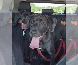 Labrador Retriever-Unknown Mix Dogs for adoption in Montello, WI, USA