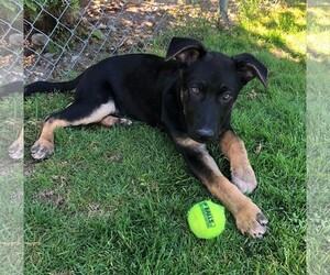 German Shepherd Dog Dogs for adoption in Issaquah, WA, USA