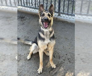 German Shepherd Dog Dogs for adoption in Riverside, CA, USA