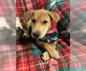 Chinese Shar-Pei-Unknown Mix Dogs for adoption in Union, WV, USA