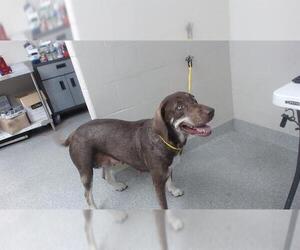 Labrador Retriever-Unknown Mix Dogs for adoption in Pasadena, TX, USA
