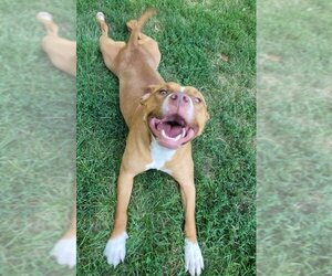 Labralas Dogs for adoption in Sheboygan, WI, USA