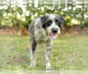 German Wirehaired Pointer Dogs for adoption in Tavares, FL, USA
