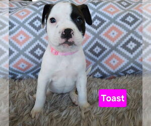 Mutt Dogs for adoption in Duluth, MN, USA