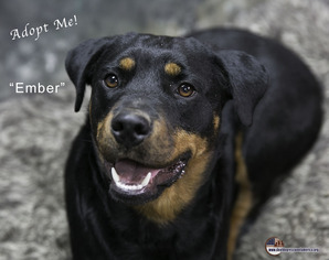 Medium Photo #1 Rottweiler Puppy For Sale in Acton, CA, USA