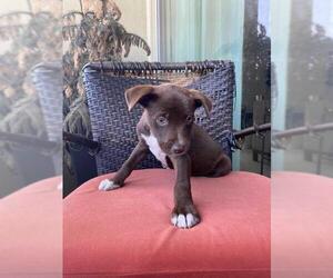 German Shorthaired Lab Dogs for adoption in Dana Point, CA, USA